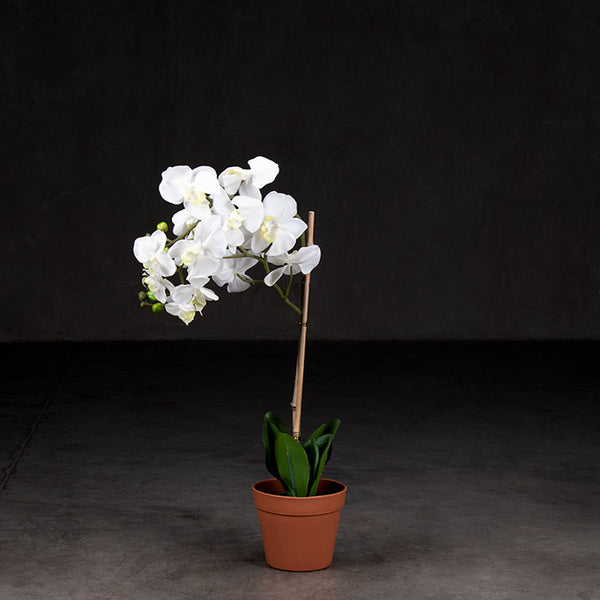 La Orquídea