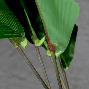 Hoja de Coco