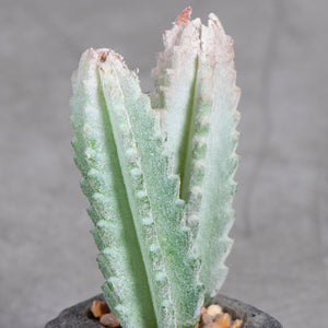 Planta Artificial Base Cerámica  4