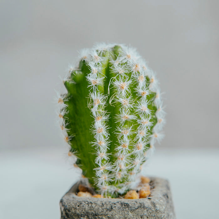 Planta Artificial Base Cerámica 6